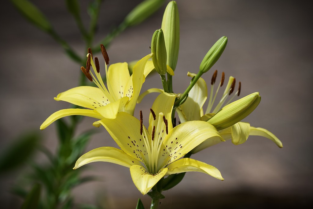 A Trans Yurijin&nbsp;Manifesto